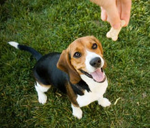 Load image into Gallery viewer, Tru Infusion 100mg Bacon Flavored CBD Dog Biscuits- 20 Count 5mg Per Biscuit