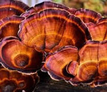 Load image into Gallery viewer, Plant Health 2 fl oz Adapto-Genic Organic Reishi Powder
